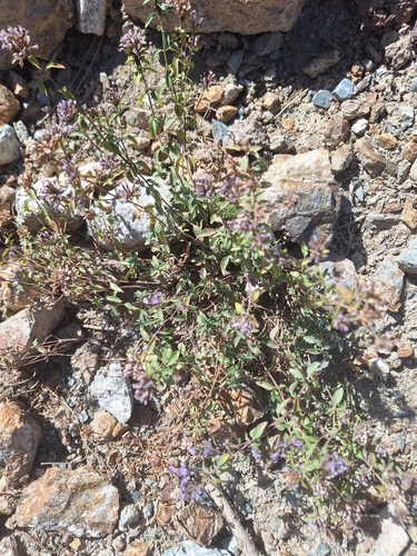 Ziziphora clinopodioides observed 2026-10-03