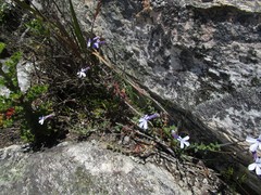 Lobelia dichroma
