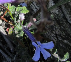 Lobelia dichroma