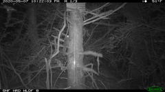 Glaucomys oregonensis