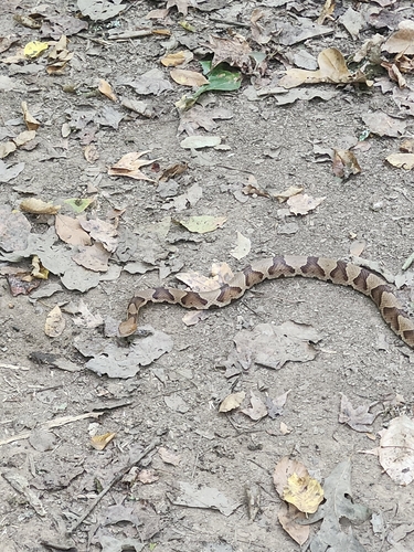 Eastern Copperhead