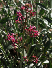Centranthus longiflorus