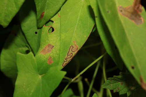 Stigmella freyella