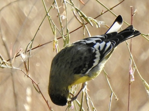 Lesser Goldfinch seen in Sonoma Valley