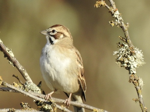 Lark Sparrow seen in Sonoma Valley
