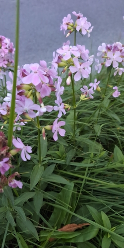 common soapwort