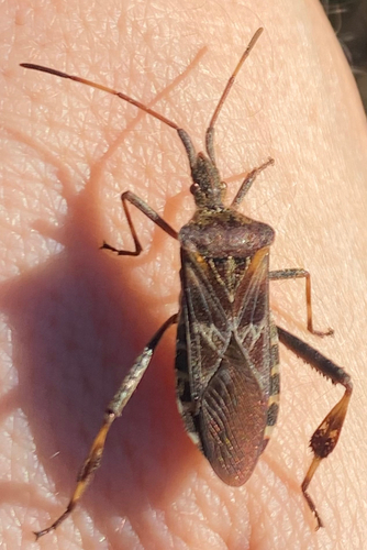 Western Conifer Seed Bug
