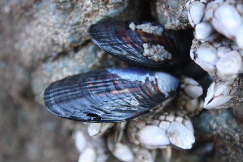 Mytilus californianus