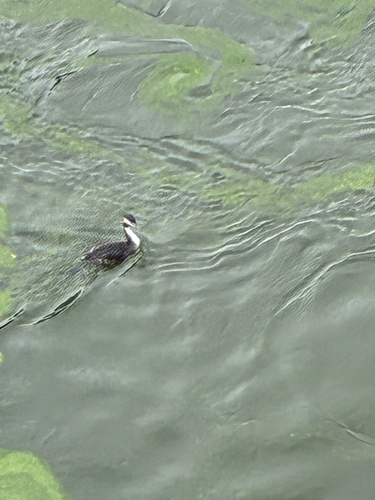 Great Crested Grebe