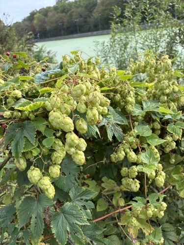 common hops