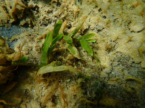 Caulerpa prolifera observed 2026-08-29