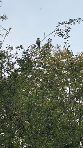 Rose-ringed Parakeet