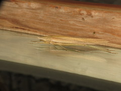 Euconocephalus nasutus