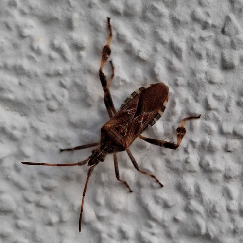 Western Conifer Seed Bug