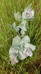 Asclepias californica