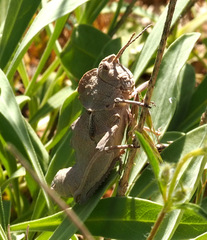 Ocnerosthenus kneuckeri