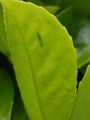 Meconema