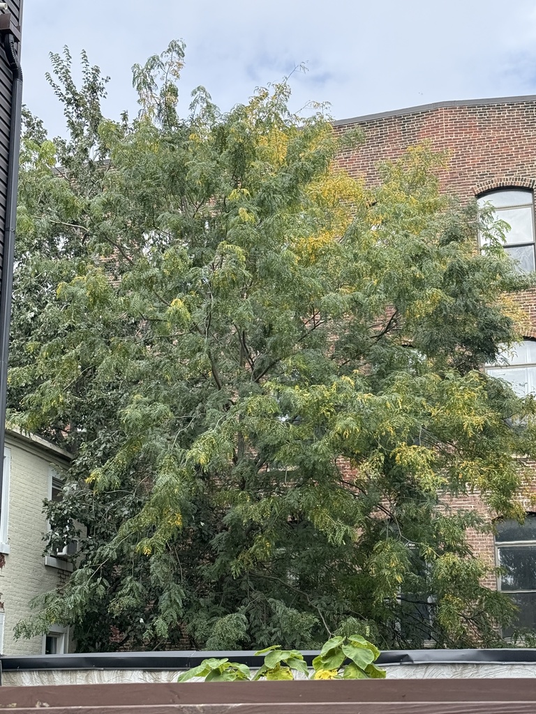 A city honey locust still mostly green with patches of yellow through its crown, against a brick wall.