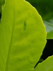 Meconema