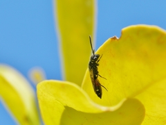 Sapyga quinquepunctata
