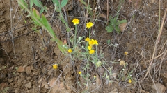 Pseudobahia heermannii