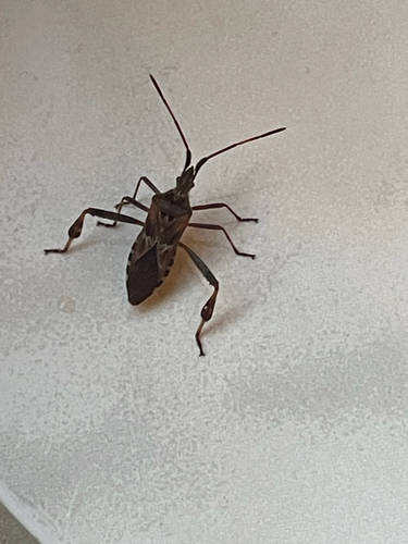 Western Conifer Seed Bug