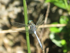 Orthetrum julia