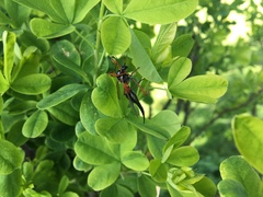 Tanyptera atrata