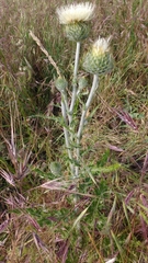 Cirsium occidentale
