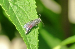 Sapyga quinquepunctata