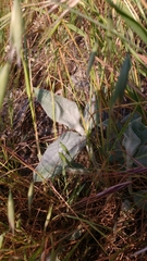 Asclepias californica