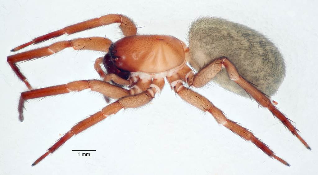 Pimus iviei