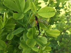 Tanyptera atrata