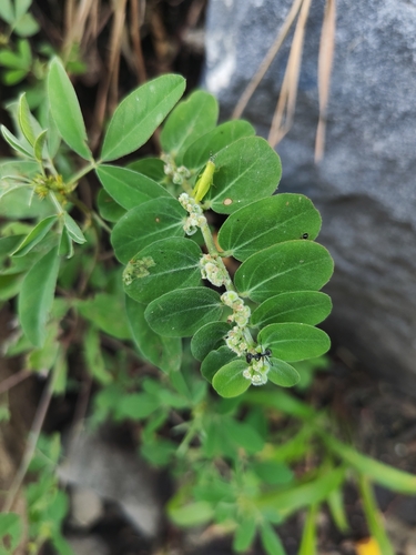 Euphorbia observed 2026-10-03