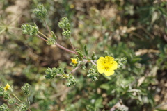 Potentilla inclinata