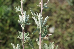 Potentilla inclinata