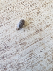 Armadillidium vulgare