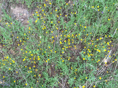 Pseudobahia heermannii