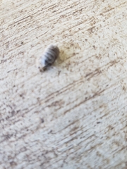 Armadillidium vulgare