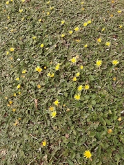 Arctotheca prostrata