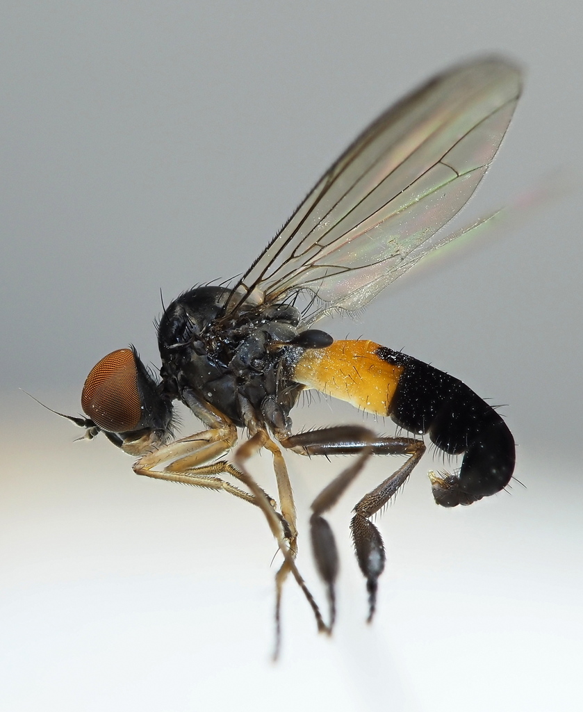 Agathomyia woodella