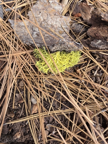 iNaturalist observation photo of Wolf Lichens