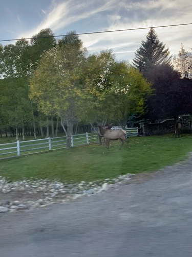 Wapiti
