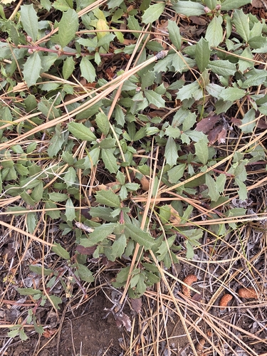 iNaturalist observation photo of Mahala mat