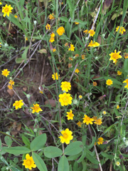 Pseudobahia heermannii