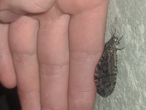 Polystoechotes punctata