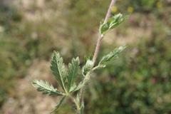 Potentilla pedata