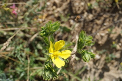 Potentilla pedata