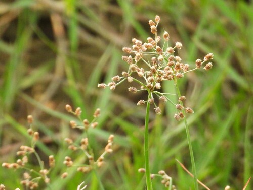Fimbristylis littoralis observed 2026-10-03