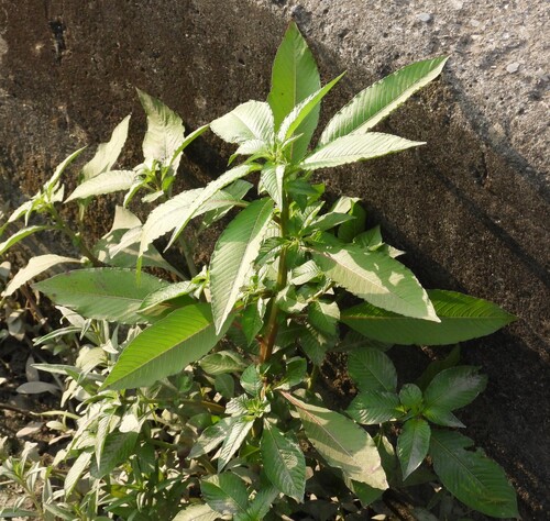 Ludwigia erecta observed 2026-10-03